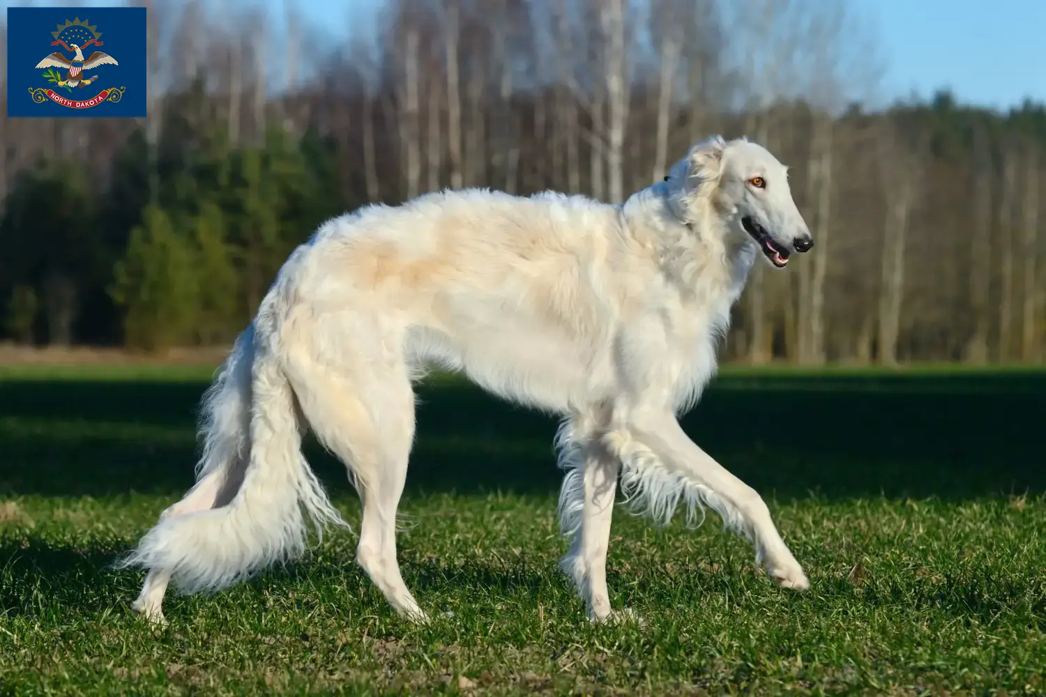 Read more about the article Borzoi breeders and puppies in North Dakota