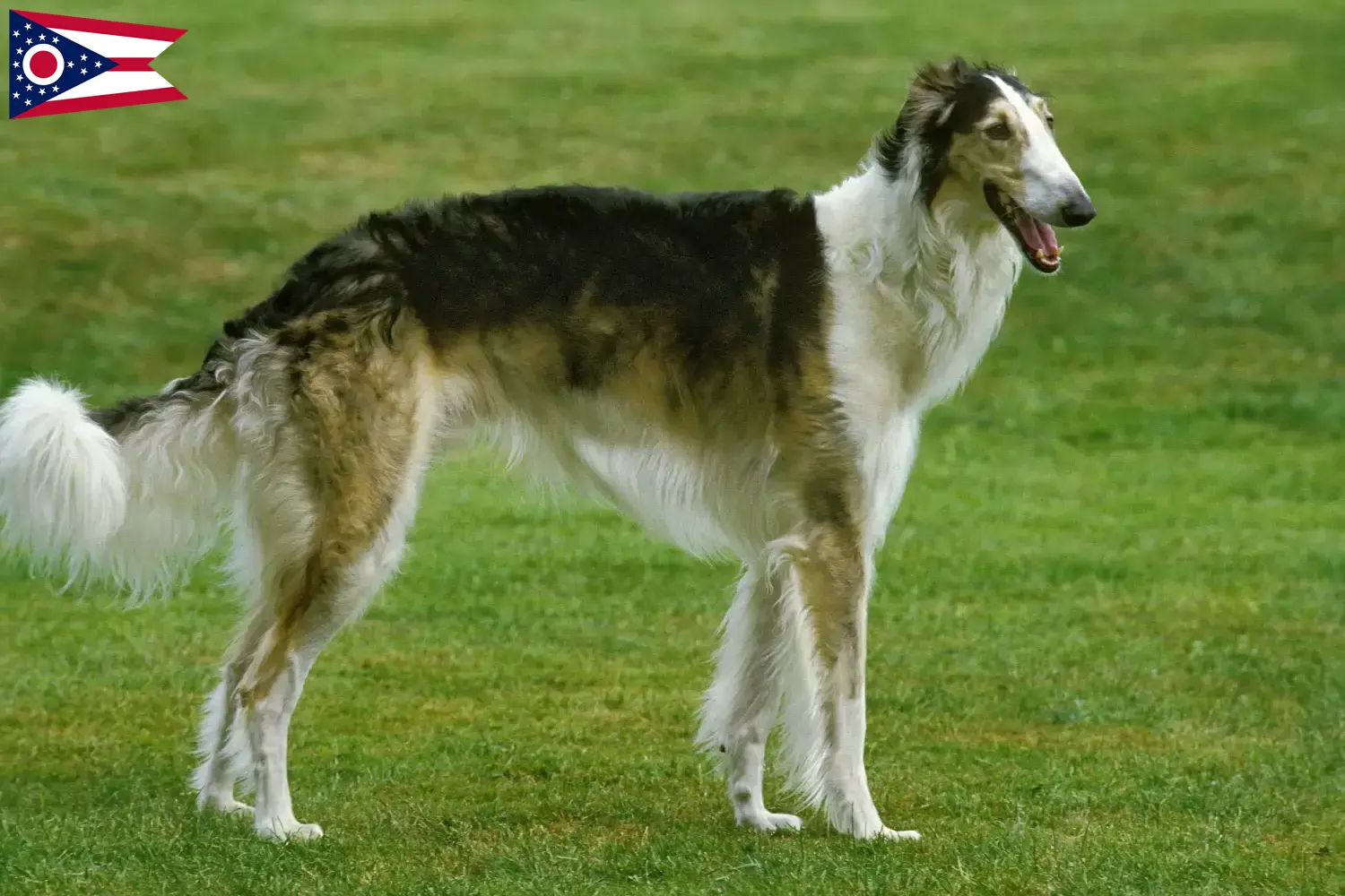 Read more about the article Borzoi breeders and puppies in Ohio