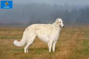 Read more about the article Borzoi breeders and puppies in Oklahoma