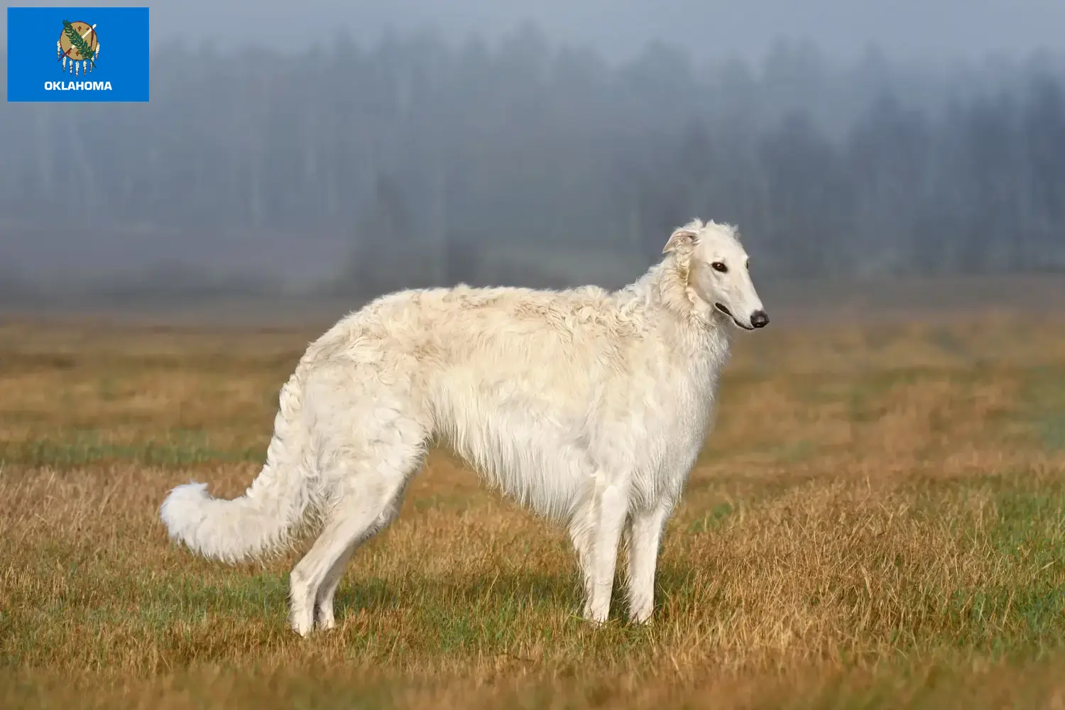 Read more about the article Borzoi breeders and puppies in Oklahoma