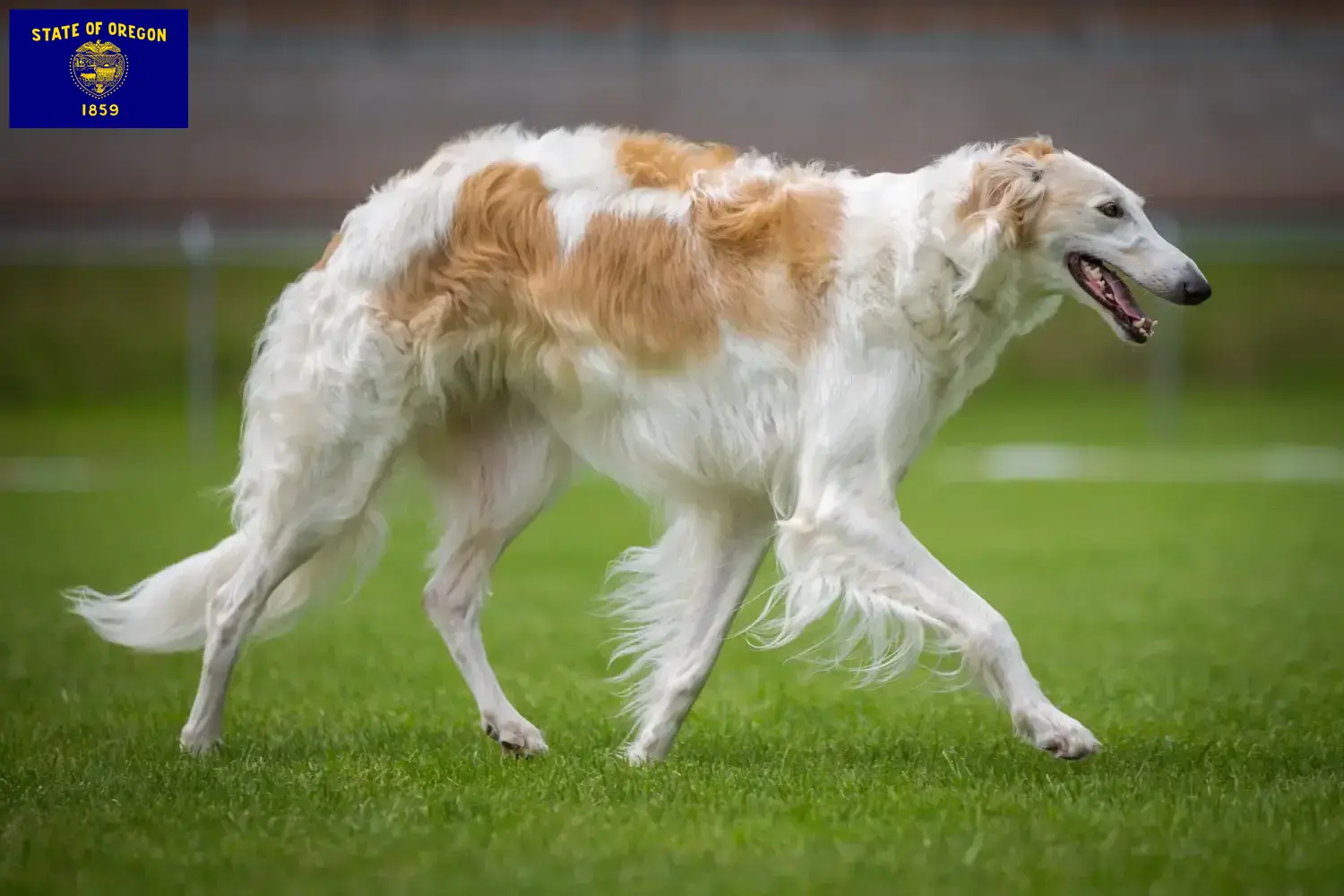 Read more about the article Borzoi breeders and puppies in Oregon