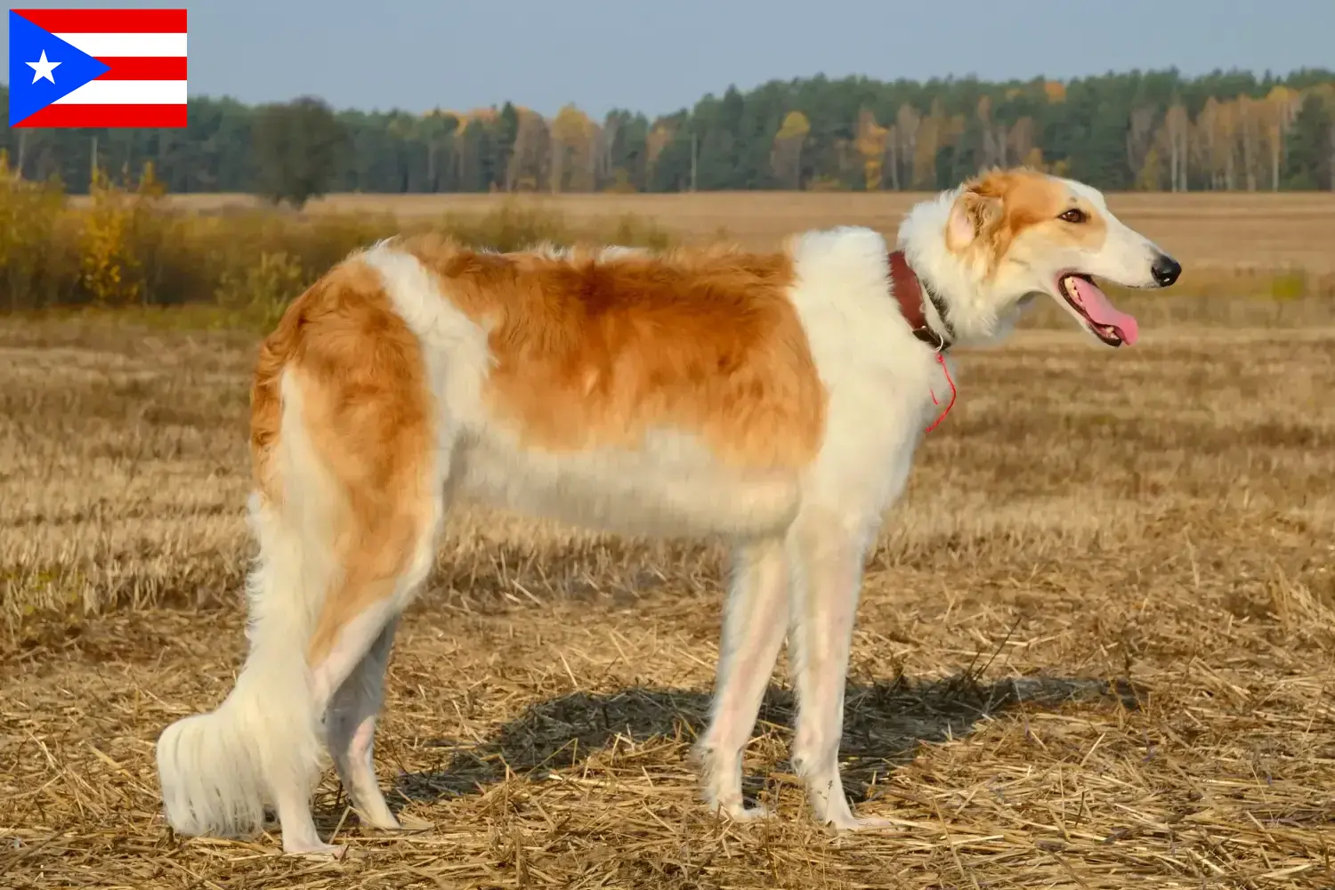 Read more about the article Borzoi breeders and puppies in Puerto Rico