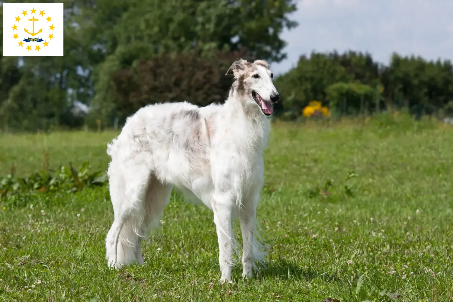 Read more about the article Borzoi breeders and puppies in Rhode Island