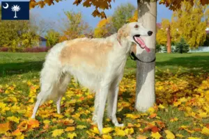 Read more about the article Borzoi breeders and puppies in South Carolina