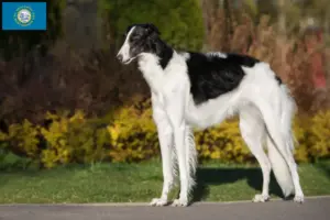 Read more about the article Borzoi breeders and puppies in South Dakota