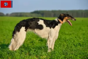 Read more about the article Borzoi breeders and puppies in Tennessee