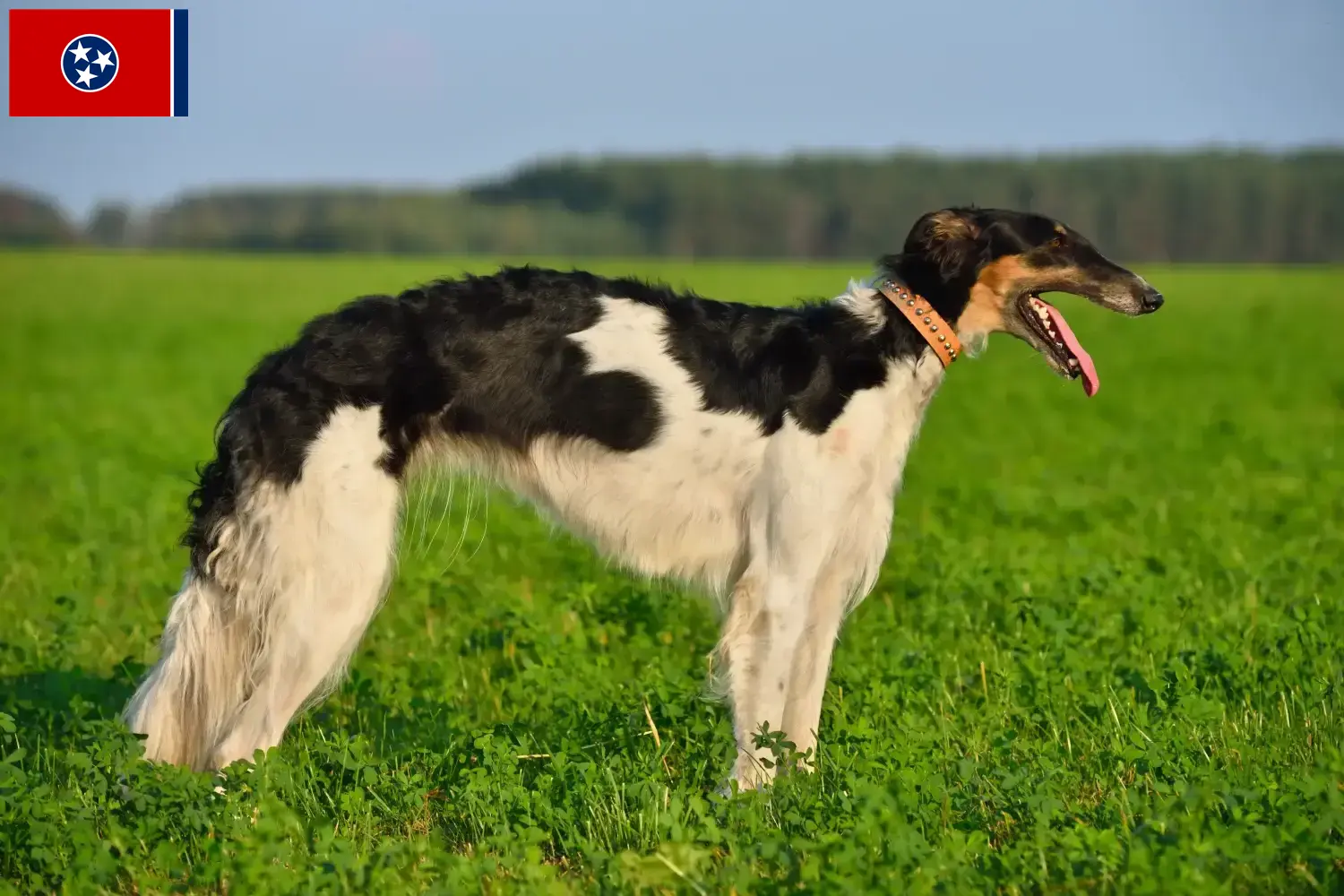 Borzoi puppies and breeder Tennessee Find Borzoi breeders in Tennessee here.