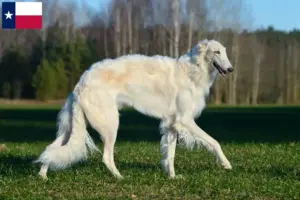 Read more about the article Borzoi breeders and puppies in Texas