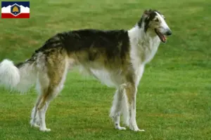 Read more about the article Borzoi breeders and puppies in Utah