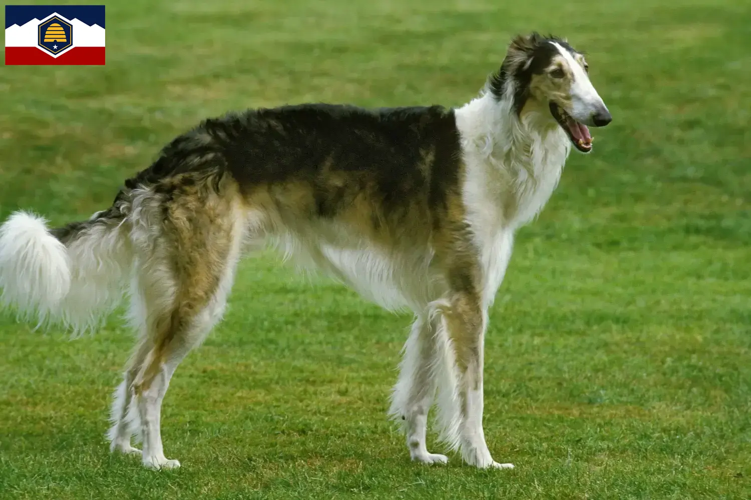Borzoi puppies and breeder Utah Find Borzoi breeders in Utah here.