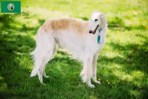 Read more about the article Borzoi breeders and puppies in Washington
