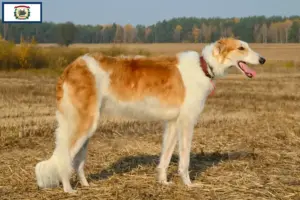 Read more about the article Borzoi breeders and puppies in West Virginia