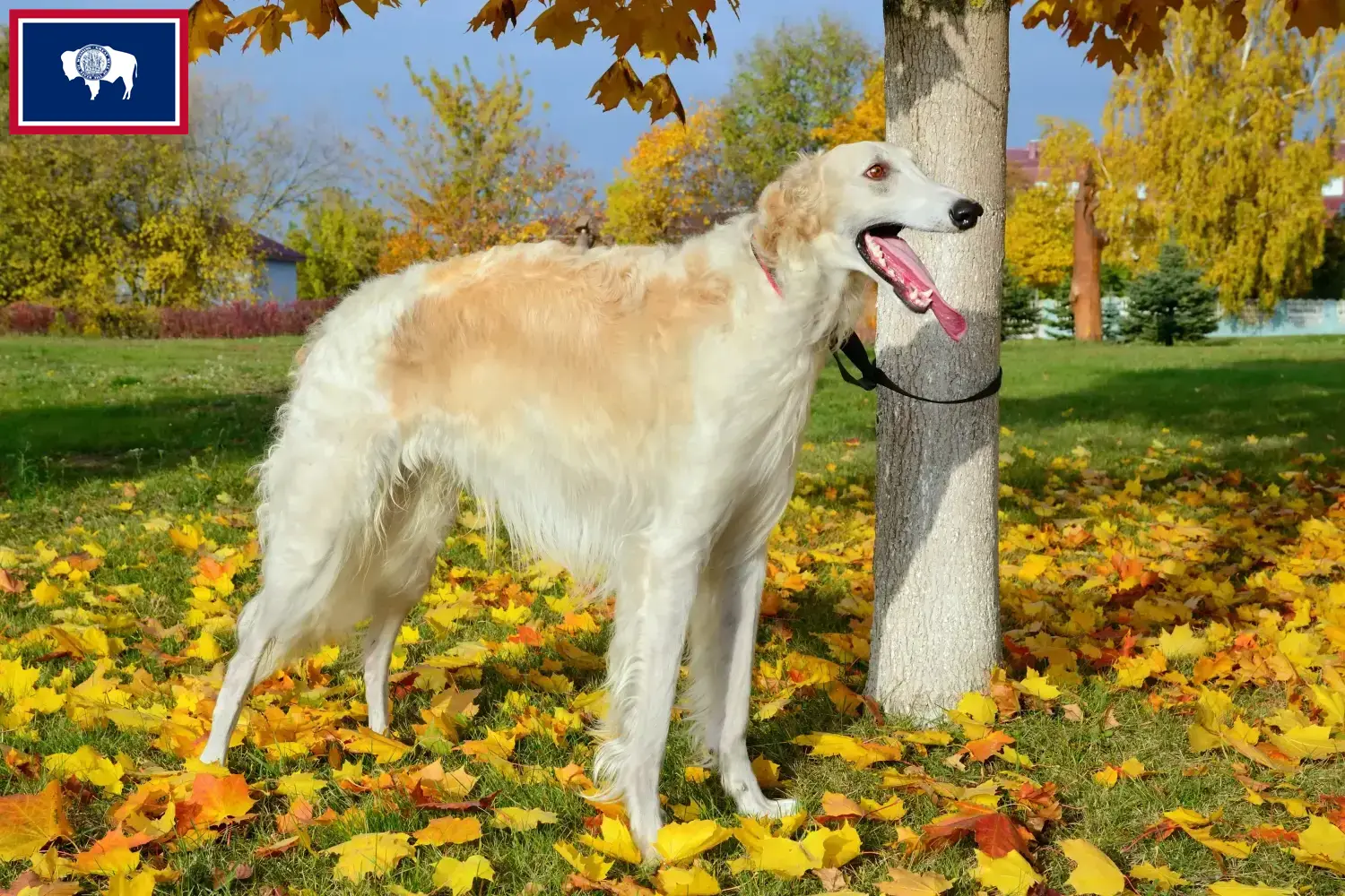 Borzoi puppies and breeders Wyoming Find Borzoi breeders in Wyoming here.
