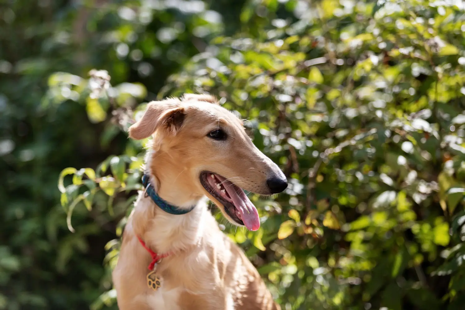 Buying a borzoi puppy means taking responsibility! Buy Borzoi puppies.
