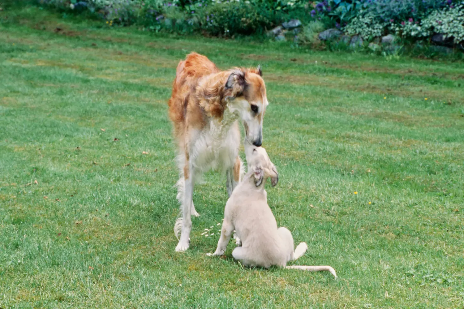Buying a borzoi puppy means taking responsibility! Buy Borzoi puppies.