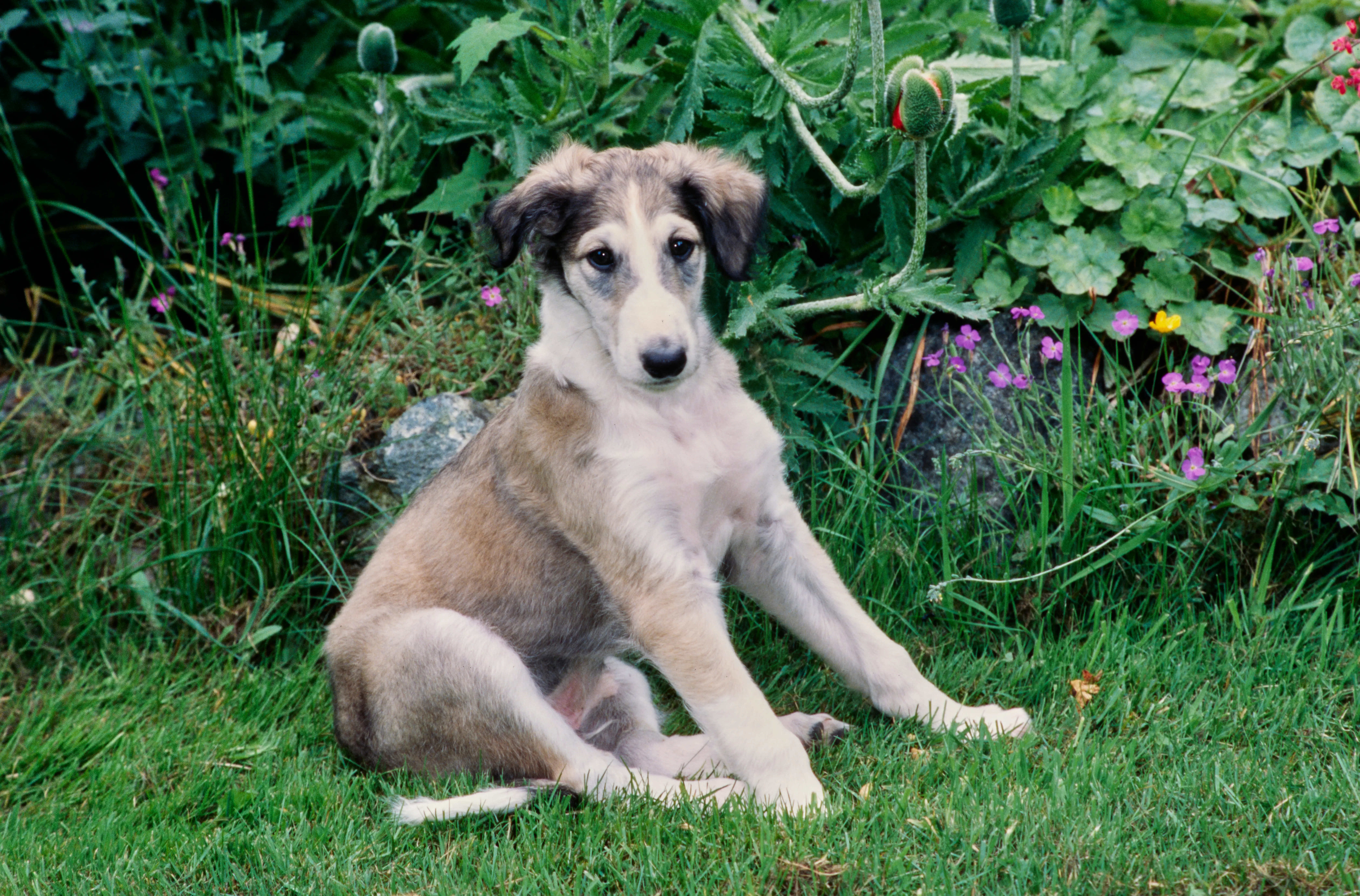 Buying a borzoi puppy means taking responsibility! Buy Borzoi puppies.