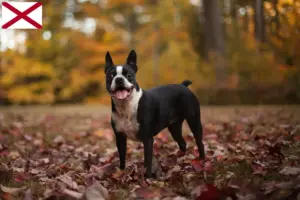 Read more about the article Boston Terrier breeders and puppies in Alabama