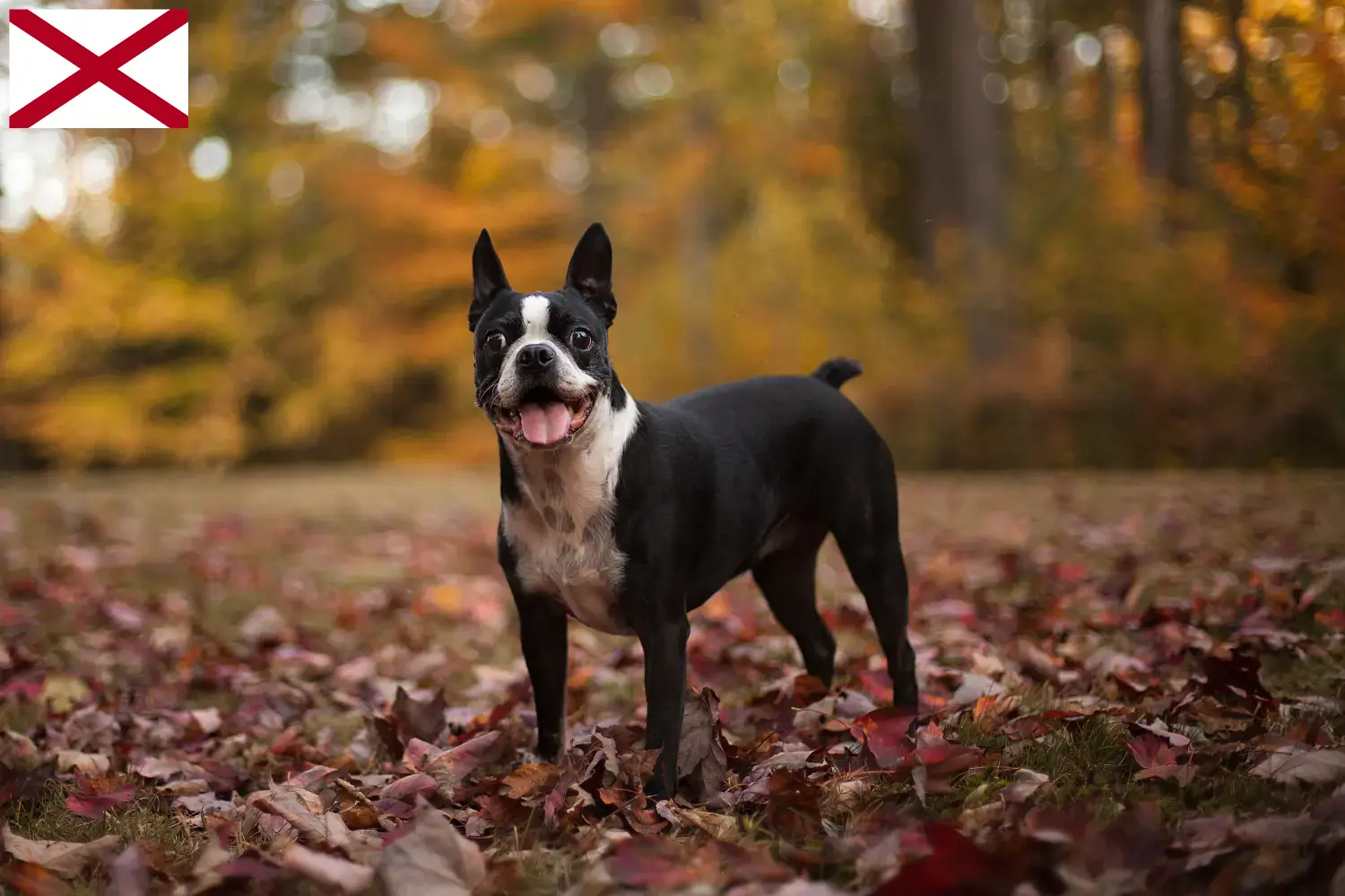 Boston Terrier puppies and breeders Alabama Find Boston Terrier breeders in Alabama here.