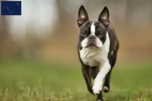 Read more about the article Boston Terrier breeders and puppies in Alaska