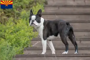 Read more about the article Boston Terrier breeders and puppies in Arizona