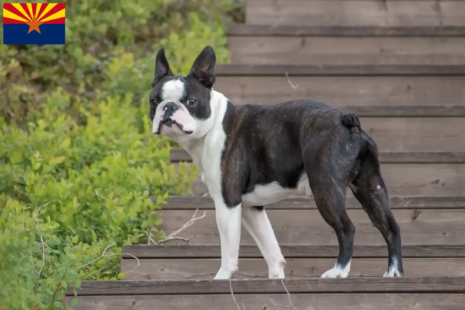 Boston Terrier puppies and breeders Arizona Find Boston Terrier breeders in Arizona.