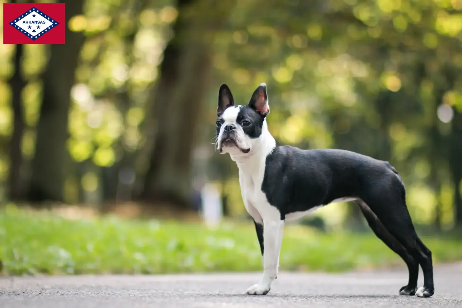 Boston Terrier puppies and breeders Arkansas Find Boston Terrier breeders in Arkansas here.