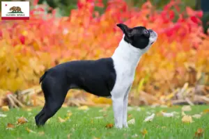 Read more about the article Boston Terrier breeders and puppies in California