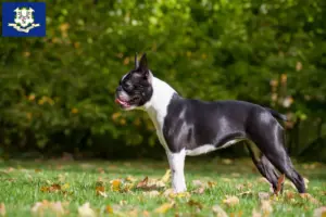 Read more about the article Boston Terrier breeders and puppies in Connecticut