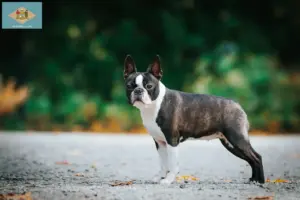 Read more about the article Boston Terrier breeders and puppies in Delaware