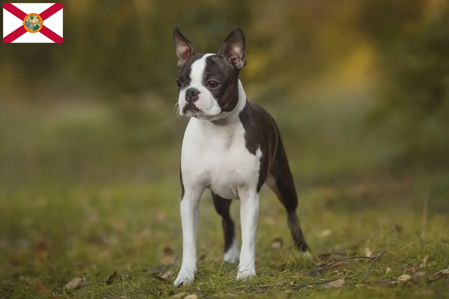 Boston Terrier puppies and breeders Florida Find Boston Terrier breeders in Florida here.