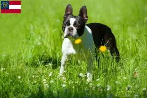 Read more about the article Boston Terrier breeders and puppies in Georgia