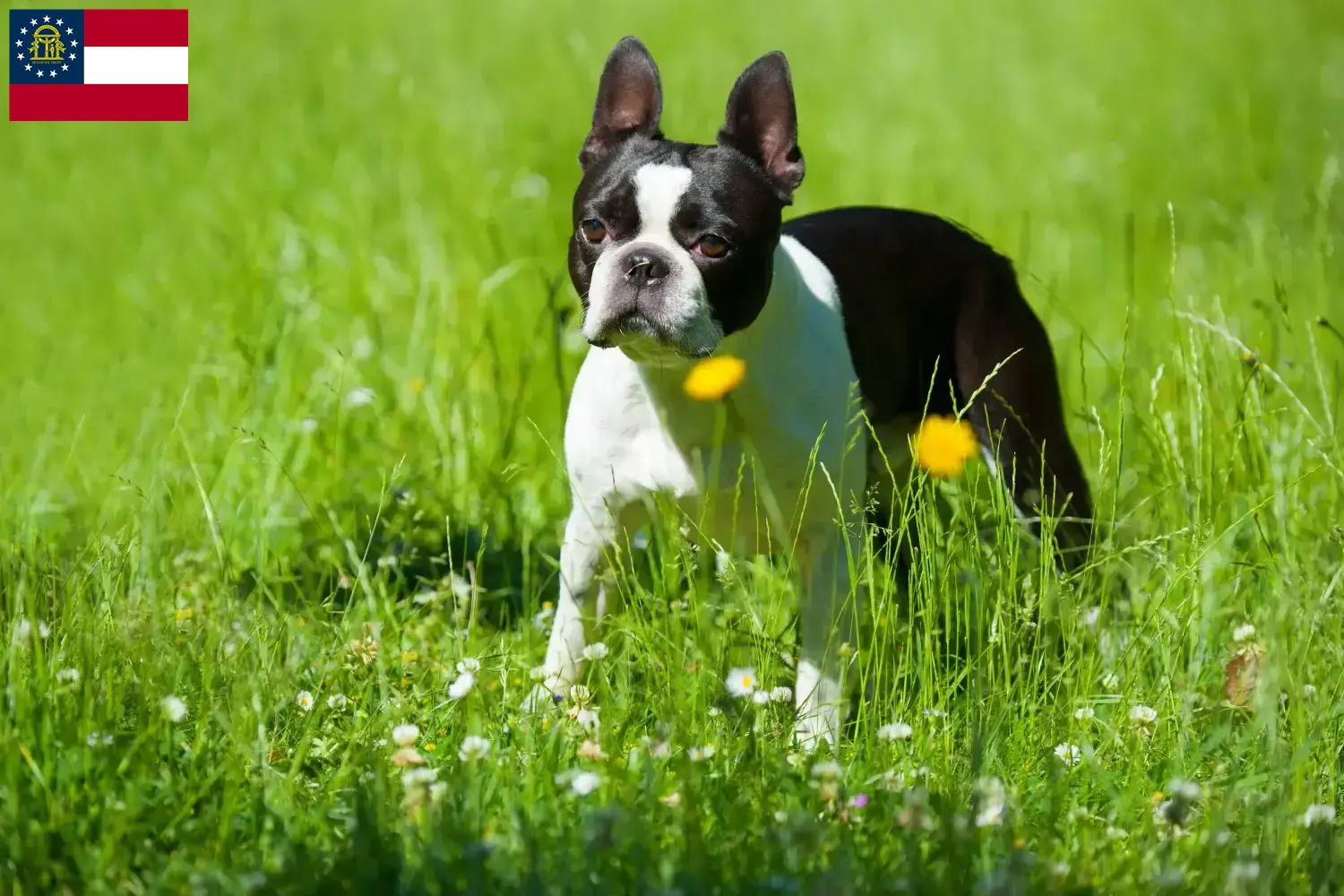 Boston Terrier puppies and breeders Georgia Find Boston Terrier breeders in Georgia here.