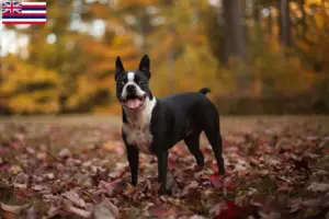 Read more about the article Boston Terrier breeders and puppies in Hawaii