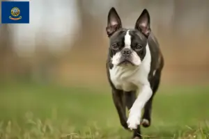 Read more about the article Boston Terrier breeders and puppies in Idaho
