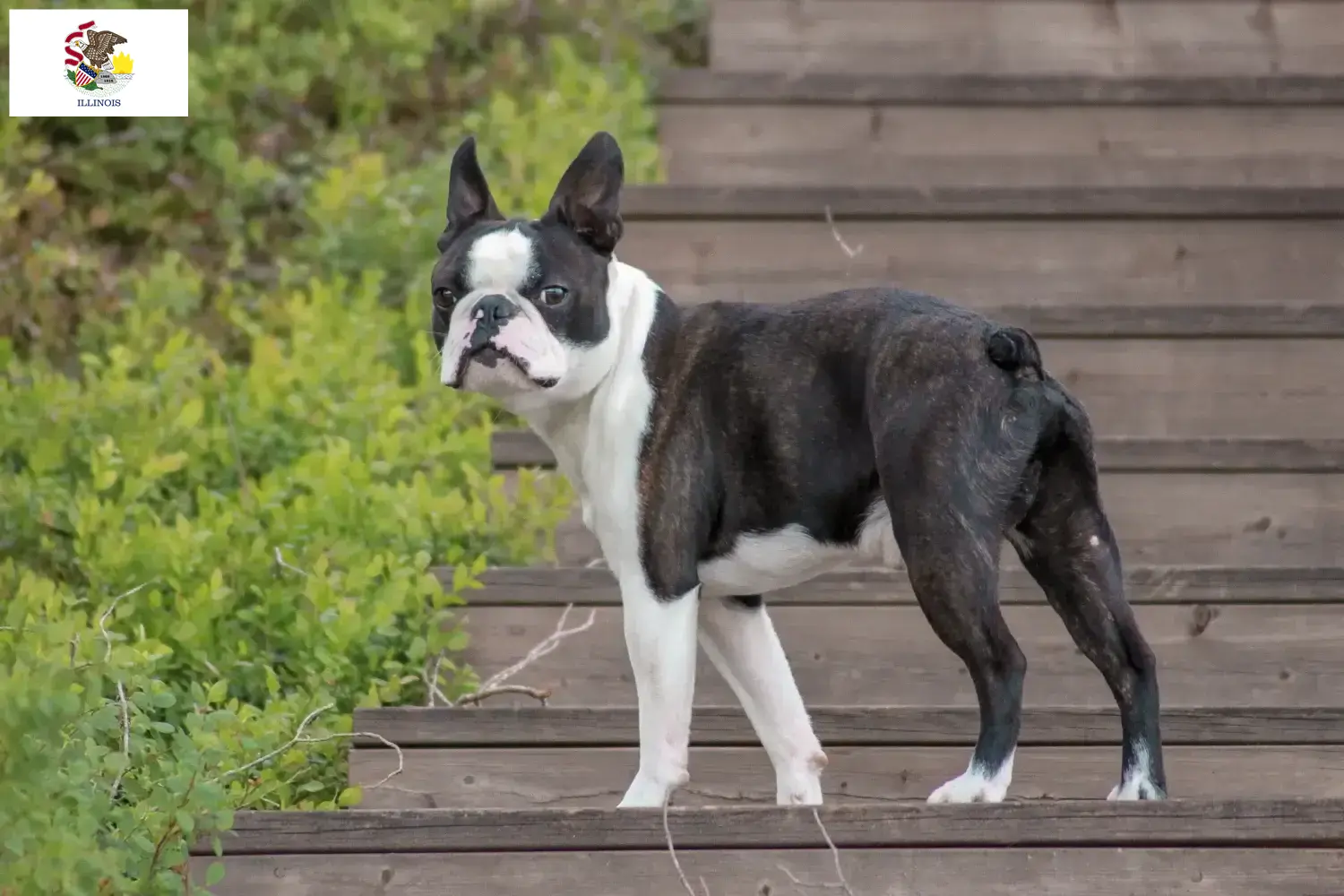 Read more about the article Boston Terrier breeders and puppies in Illinois
