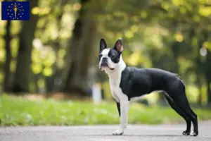 Read more about the article Boston Terrier breeders and puppies in Indiana