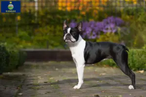 Read more about the article Boston Terrier breeders and puppies in Kansas