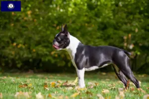 Read more about the article Boston Terrier breeders and puppies in Kentucky