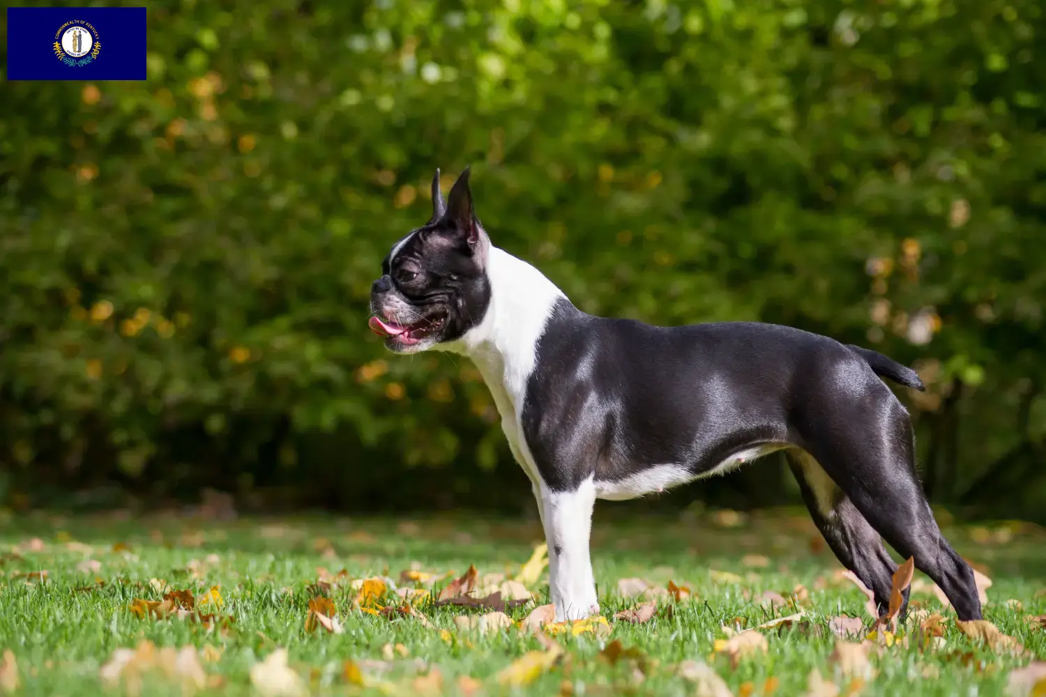Boston Terrier puppies and breeders Kentucky Find Boston Terrier breeders in Kentucky.