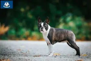 Read more about the article Boston Terrier breeders and puppies in Louisiana