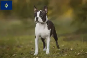 Read more about the article Boston Terrier breeders and puppies in Maine
