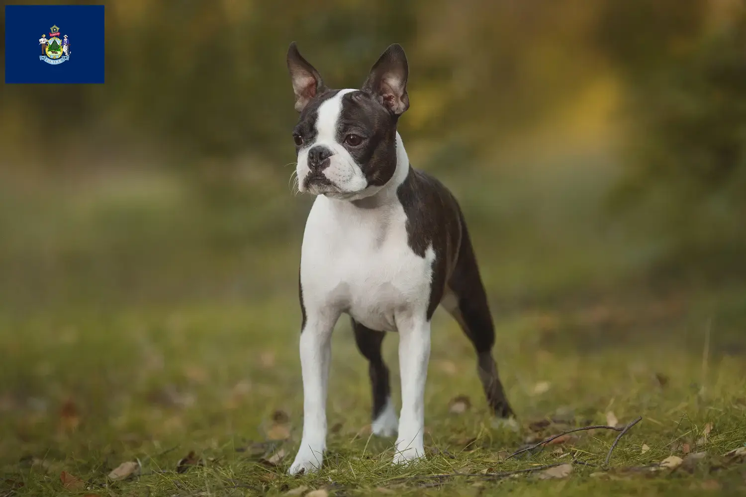 Boston Terrier puppies and breeders Maine Find Boston Terrier breeders in Maine here.