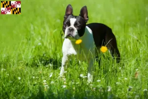Read more about the article Boston Terrier breeders and puppies in Maryland