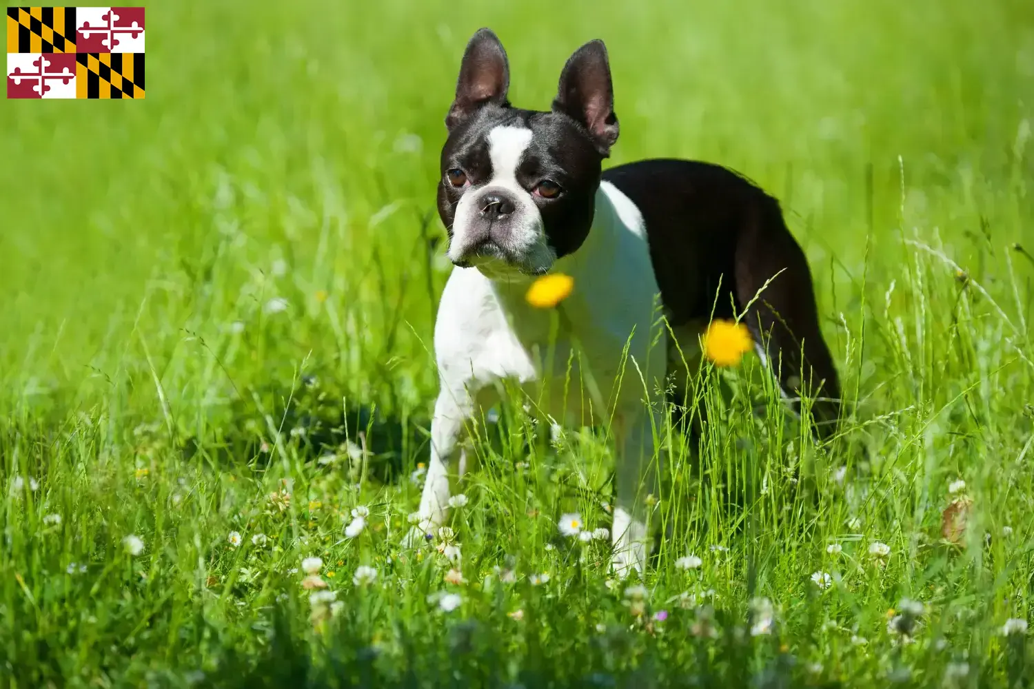 Boston Terrier puppies and breeder Maryland Find Boston Terrier breeders in Maryland here.