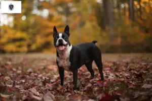 Read more about the article Boston Terrier breeders and puppies in Massachusetts