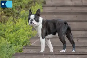Read more about the article Boston Terrier breeders and puppies in Minnesota