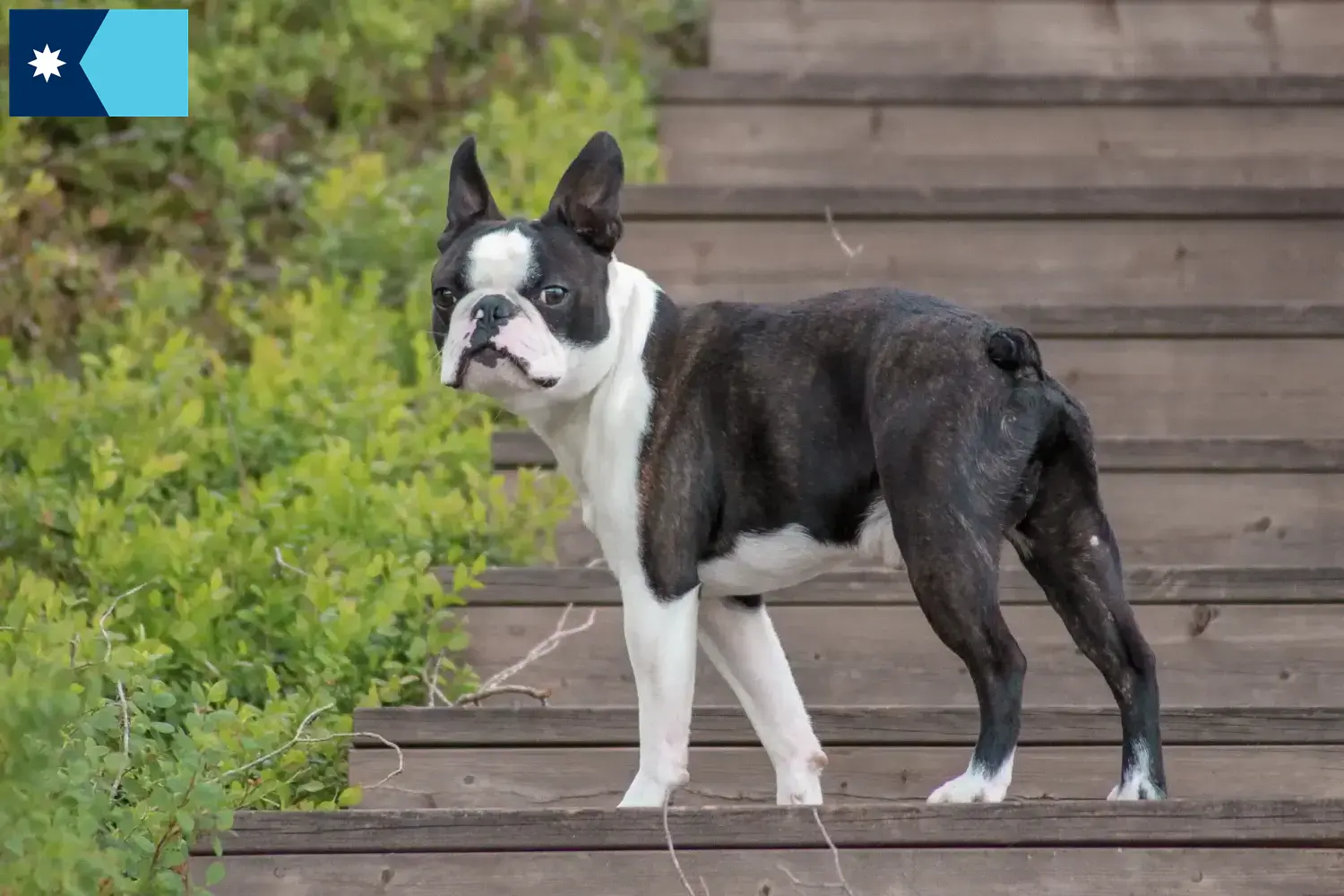 Boston Terrier puppies and breeders Minnesota Find Boston Terrier breeders in Minnesota.