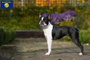 Read more about the article Boston Terrier breeders and puppies in Montana