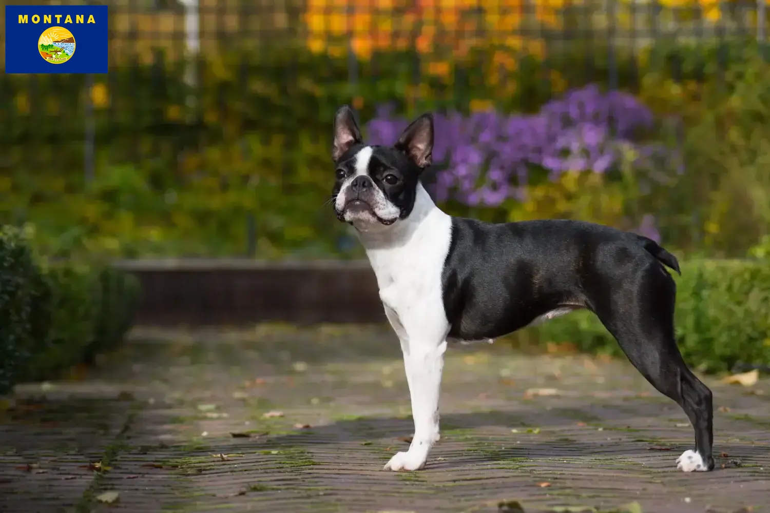 Boston Terrier puppies and breeder Montana Find Boston Terrier breeders in Montana here.