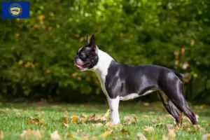 Read more about the article Boston Terrier breeders and puppies in Nebraska